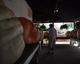 Giant pumpkins on display at the Canfield Fair. Sept. 4, 2009