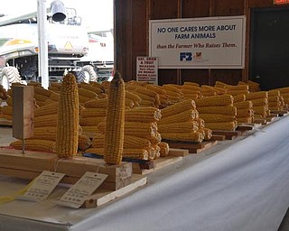 Corn on display at the Canfield Fair. Sept. 4, 2009
