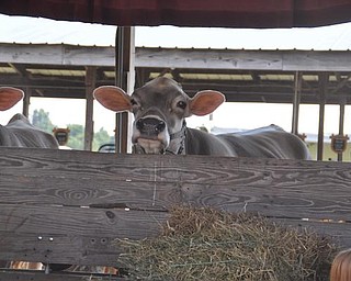 The Canfield Fair, Friday, September 4, 2009