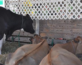 The Canfield Fair, Friday, September 4, 2009