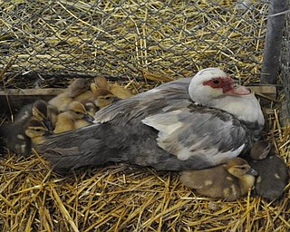 The Canfield Fair, Friday, September 4, 2009