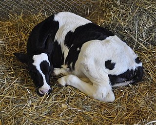 A calf in Old McDonald's Barn