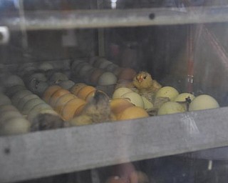 An incubator in Old McDonald's barn.