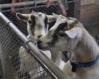 The Canfield Fair, Friday, September 4, 2009