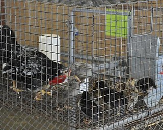 Inside Old McDonald's barn