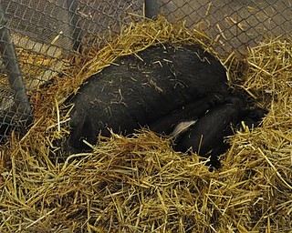 Baby pigs in Old McDonald's barn.