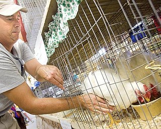 LUNCH BREAK: Eli Razo feeds 7-week-old Cornish rock cross chickens. His daughters, Anna and Maria, were showing the birds at this year’s Canfield Fair.