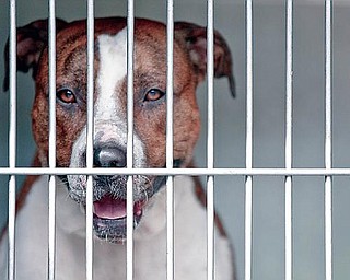 STILL CONFINED: This is the pit bull that reportedly attacked Toris Gonner, 10, of Youngstown while the child waited Friday at a bus stop on the city’s South Side. The dog’s owner appeared Monday in Youngstown Municipal Court on several charges, including harboring a vicious dog.