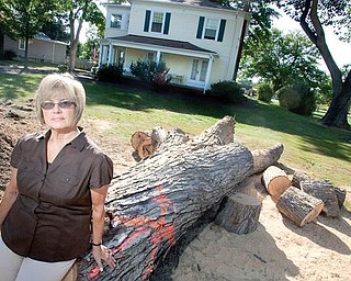 HISTORIC TREES DOWN: Katie Bell of Cortland leans against one of the large trees in her front yard cut down by the city to make way for the construction of a new higher-capacity waterline. Most of the 10 large maple trees cut down were around 100 years old. 