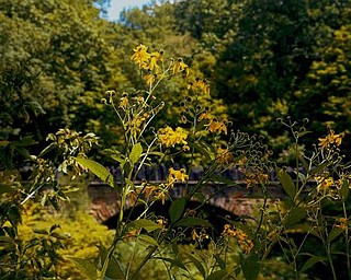 Tall grasses and weeds bring out the yellows and oranges of the Parapet Bridge