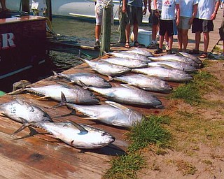 What a catch! Taken at the Outer Banks in North Carolina and provided by Howard and Suzie Hallas of Poland.