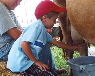 MILKING THE SUMMER: Marcus Gromofsky, grandson of Emma Lou Gromofsky of Boardman and the late Bill Gromofsky, learned how to milk a cow at the Canfield Fair while vacationing here. He is the son of Alan and Cindy Gromofsky of Brewster, N.Y.