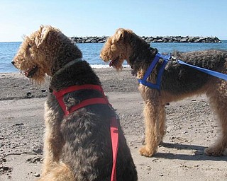 This picture of Gracie and Jack enjoying Presque Isle was sent by Ray and Mary Pat George of Youngstown.