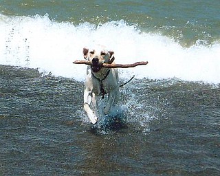 Fisher, who belongs to Howard and Suzie Hallas of Poland, is having fun in Lake Erie.