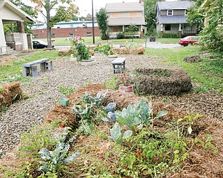 CLEAN AND GREEN: The Growing for Change garden on East Avondale Avenue, Youngstown, is where a house once was. Because there were fears of soil contaminants, straw, cardboard and paper were put down to create a cleaner place from which vegetables can grow.