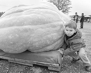NOTHING’S IMPOSSIBLE: Tommy Angelucci, 3, of Concord uses his shoulder to push against a large pumpkin at the Ohio Valley Giant Pumpkin Growers weigh-off. Tommy’s dad, Mike, was one of the competitors Saturday at Parks Garden Center in Greenford.