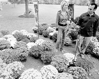 Alison Akuszewski and George Stavrenos of Boardman, right, view mums from Lutz Greenhouse in Salem.