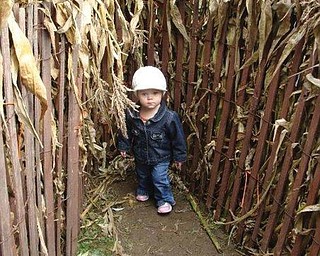 WALKING TALL: Mary Giovanna Melone, 18 months, of Boardman making her way through the Children's Corn Maze at White House Farms.
