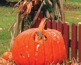 ENGOURDED: When Heather Antonucci of Girard came home for lunch one day,she found this squirrel inside her large pumpkin, which it had hollowed out. Heather says its stomach was so big, maybe it couldn't fit through the hole!
