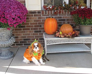 This is Abby, a Cavalier King Charles owned and loved by Tom and Denise DeLuca of Struthers. they say she loves to get dressed up and is awaiting lots of treats and no tricks this Halloween night.
