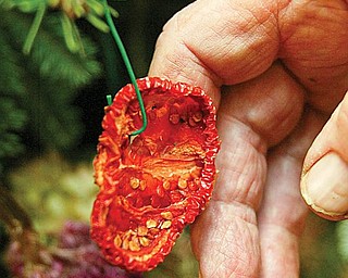 William D. Lewis/ The Vindicator     A dried tomato decorates a tree at the Davis Center in Mill Creek PArk.The Youngstown mens garden club tree is decorated with items grown in club member's gardens. More than 40 trees will be on display.