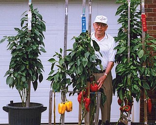 TEAM LACIVITA: Grandpa Michael J. Lacivita and grandsons Jeff Vicarel and Patrick Krieger won first, second and third premium ribbons in the Vegetable Oddities Division at this year's Canfield Fair for their giant pepper plants.