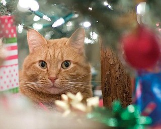 Laurie LaPlante of Poland says her husband, John, snapped this picture of their cat, Camo, who is aptly named as he loves to hide.