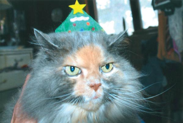PICTURE PURR-FECT: Pumpkin posed for a full second to allow this Christmas tree hat on her head. She belongs to Lana Van Auker of Canfield.

