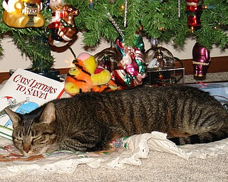 Cat’s name is Liza Dolittle, and she resides at the Columbiana home of Jeff and Madawna Bacho. Once the tree goes up, you can find her sleeping under it everyday.
                               