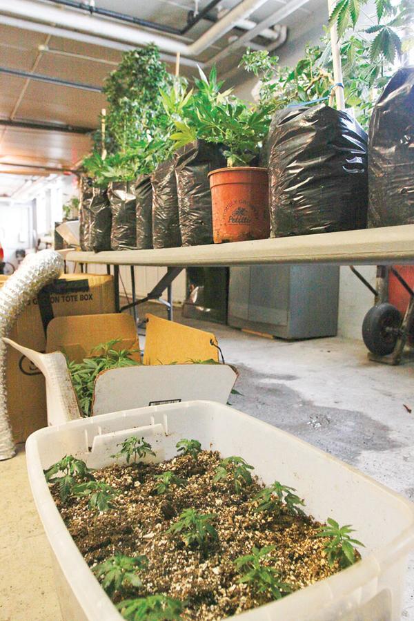 DRUG HAUL: Suspected marijuana plants in different stages of growth were confiscated from a house in Struthers. The bin contains sprouts. Mature, budding plants are on the table in the garage at the Struthers police station. Another growing operation in Youngstown was raided Wednesday.