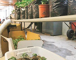 DRUG HAUL: Suspected marijuana plants in different stages of growth were confiscated from a house in Struthers. The bin contains sprouts. Mature, budding plants are on the table in the garage at the Struthers police station. Another growing operation in Youngstown was raided Wednesday.