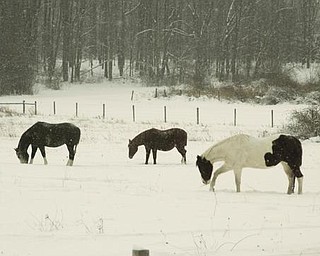 Three horses on the Dublin Farm Shops on Youngstown Salem Rd. in Canfield.