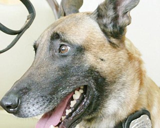  K-9 police dog Rebel