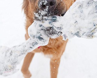 WINTER FUN: Lucy, a mixed breed dog, plans in the snow at the Angels for Animals compound on state Route 165 in Beaver Township. Although pets can have fun playing out in the snow, they might require more nutrition and more calories when it’s cold.