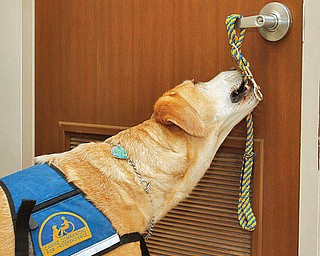 The Vindicator/Lisa-Ann Ishihara--- 7 year old Santo of the Canine Companions for Independence, bites onto a rope wrapped around a door handle at Easter Seals to demonstrate one of 70+ commands he can perform in order to assist disabled patients to try to get around in their day-to-day lives.