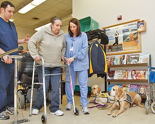 The Vindicator/Lisa-Ann Ishihara--- Senior Physical Therapist Mark Wirtz, left, and Physical Therapist Tammie Conroy, right, work with multiple sclerosis patient Diana Burns of Coitsville, middle, to help her exercise her legs by using a walker at Easter Seals Disability Services, Thursday January 28, 2010. Diana's Canine Companions for Independence, 11 month old Jaco and 7 year old Santo, wait patiently for her.