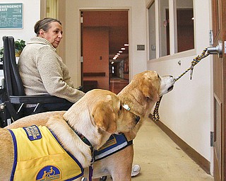 The Vindicator/Lisa-Ann Ishihara--- 7 year old Santo of the Canine Companions for Independence, bites onto a rope wrapped around a door handle at Easter Seals to demonstrate one of 70+ commands he can perform in order to assist disabled patients to try to get around in their day-to-day lives. He belongs to Diana Burns, in back, of Coitsville. 11 month old Jaco stands beside him in the yellow vest.