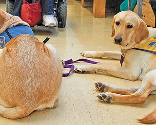 The Vindicator/Lisa-Ann Ishihara--- Diana Burns of Coitsville, in back, gets ready for her physical therapy session for the day. In front lies golden labradors from Canine Companions For Independence, Seven year old Santo and eleven month old Jaco (pronounced Jock-Oh) at Easter Seals Disability Services.