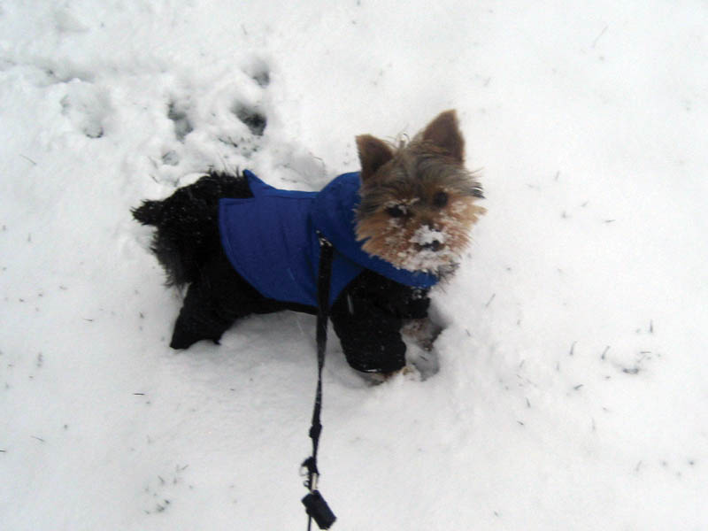 Yorkie-Chloe Elizabeth Herman is playing in the snow on a cold and snowy day. Her owners are Mimi and Chris Herman of Chippewa, Pa..
