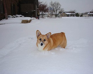 Diane BurdaÕs 5-year-old Pembroke Welsh Corgi, Gunny, enjoys the snow. Diane lives in Boardman.