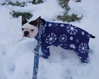 Dee Thomas of Youngstown says her dog Emmett hates the snow. She had custom footies made for him. In the winter, he sits by the door, waits for her to put his footies on, and off they go.