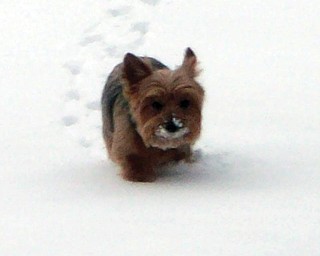 Zoe loves to play in the snow! Owners are Cathi and Walter Charko..