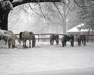 Laura Bell sent this beautiful picture taken art ZedakerÕs Anjon Acres Horses in Poland, saying, ÒI know they arenÕt kids, but they run around and have fun like kids do.Ó Good point, Laura..