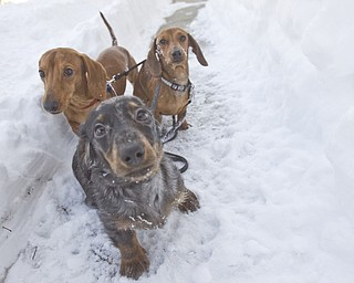 The Vindicator/Lisa-Ann Ishihara--- L-R Miniature Dachshunds, Canon Matte (red), Satellite Mixer (dapple) and Leica Focus (red) stick to a paved path of snow so they don't sink.