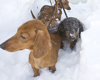 The Vindicator/Lisa-Ann Ishihara--- Front to Back; Miniature dachshunds Canon Matte, Satellite Mixer and Leica Focus stick to a paved path of snow so they don't sink.