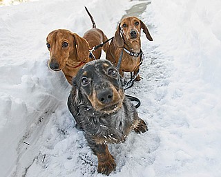 Miniature Dachshunds, Canon Matte, Satellite Mixer and Leica Focus