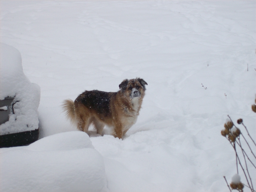My silly "snow dog" Woolah. We moved here from Northern California five years ago and the winter of 2005, she experienced her first snow. She LOVES it!
Doreen L. Moore
Y-town