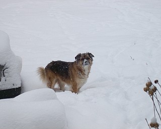 My silly "snow dog" Woolah. We moved here from Northern California five years ago and the winter of 2005, she experienced her first snow. She LOVES it!
Doreen L. Moore
Y-town
