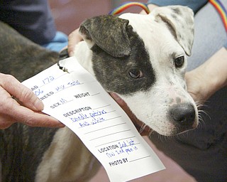 More than 100 dogs were seized from a Gustavus Township home last week. The Animal Welfare League is caring for the animals, including washing, grooming and medical attention, at undisclosed locations.