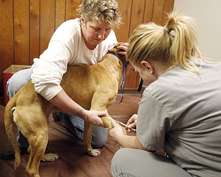Volunteers Amy Beichler and Dr. Brenda Motsco washed and groomed the dogs that were seized from a Gustavus Township home last week.